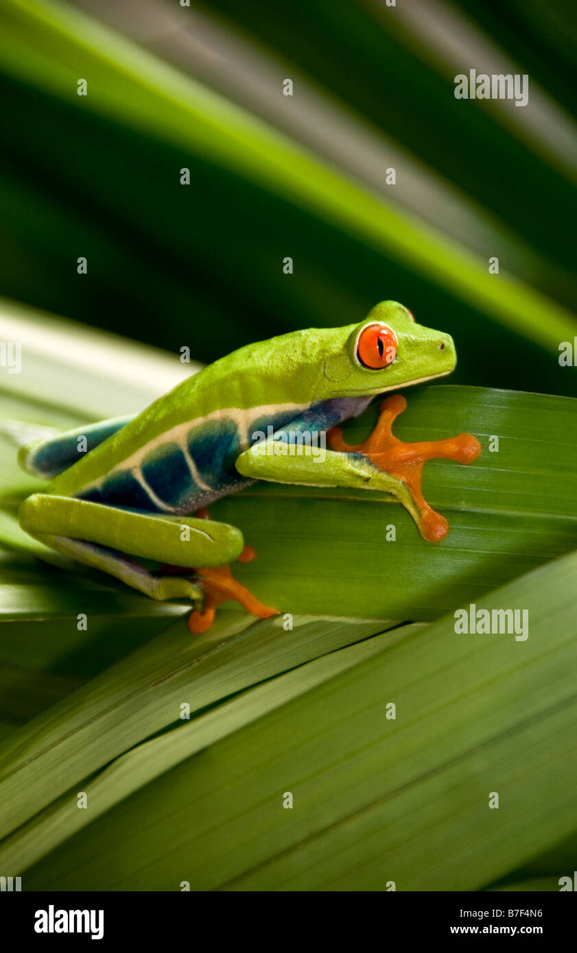 La rana arborícola de ojos rojos (Agalychnis callidryas) en Costa Rica. Foto de stock