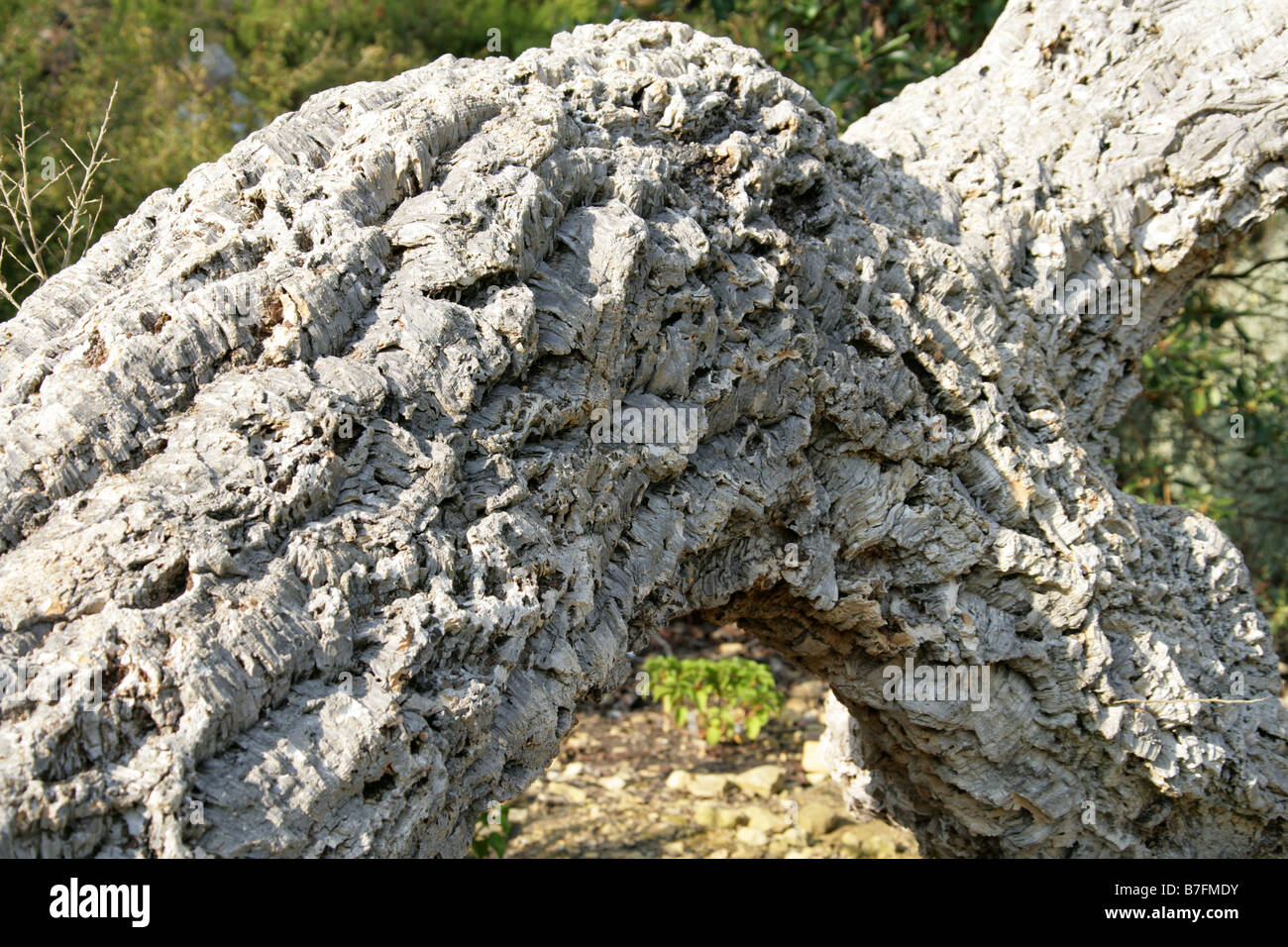 La corteza del alcornoque, Quercus suber Foto de stock
