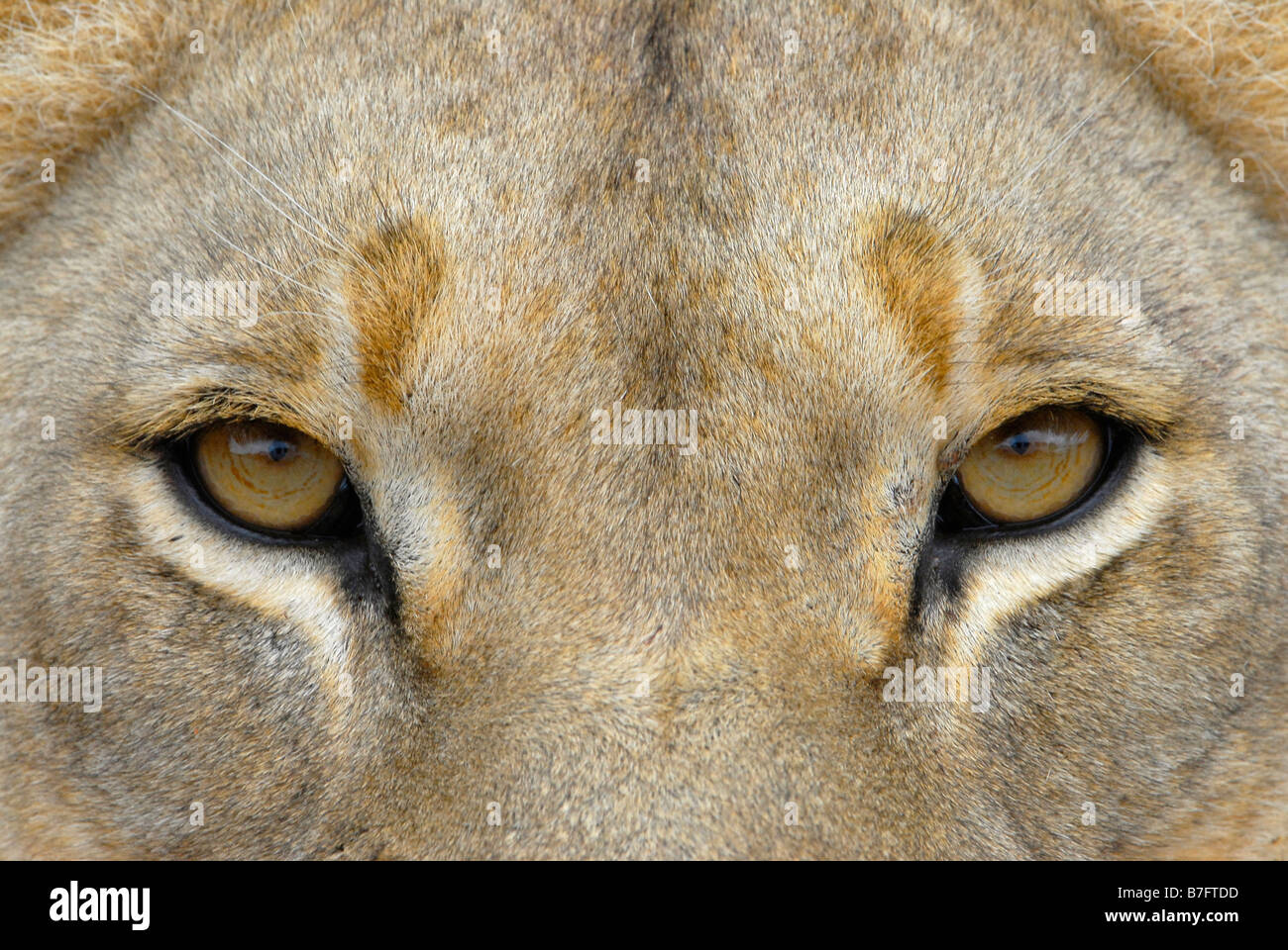 Cierre los ojos de leona en el Parque Nacional de Elefantes Addo, Sudáfrica Foto de stock
