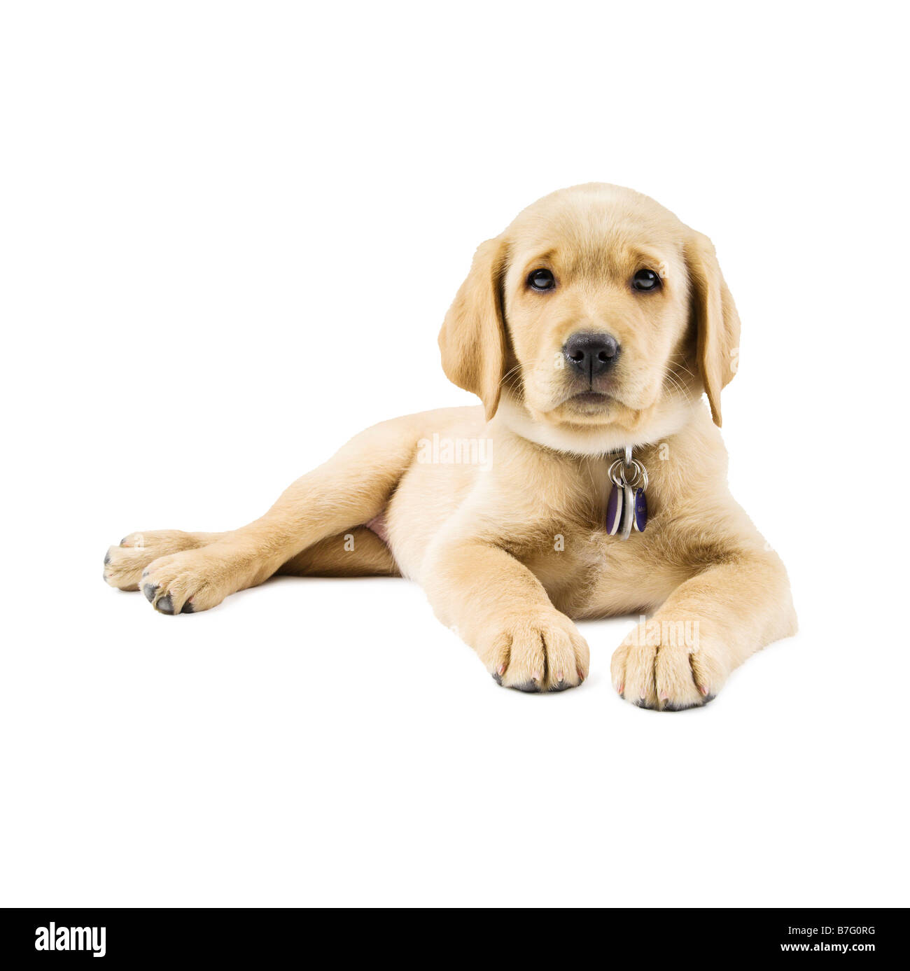 9 semana de edad Labrador cachorro golden retriever cruz acostada sobre un  fondo blanco Fotografía de stock - Alamy