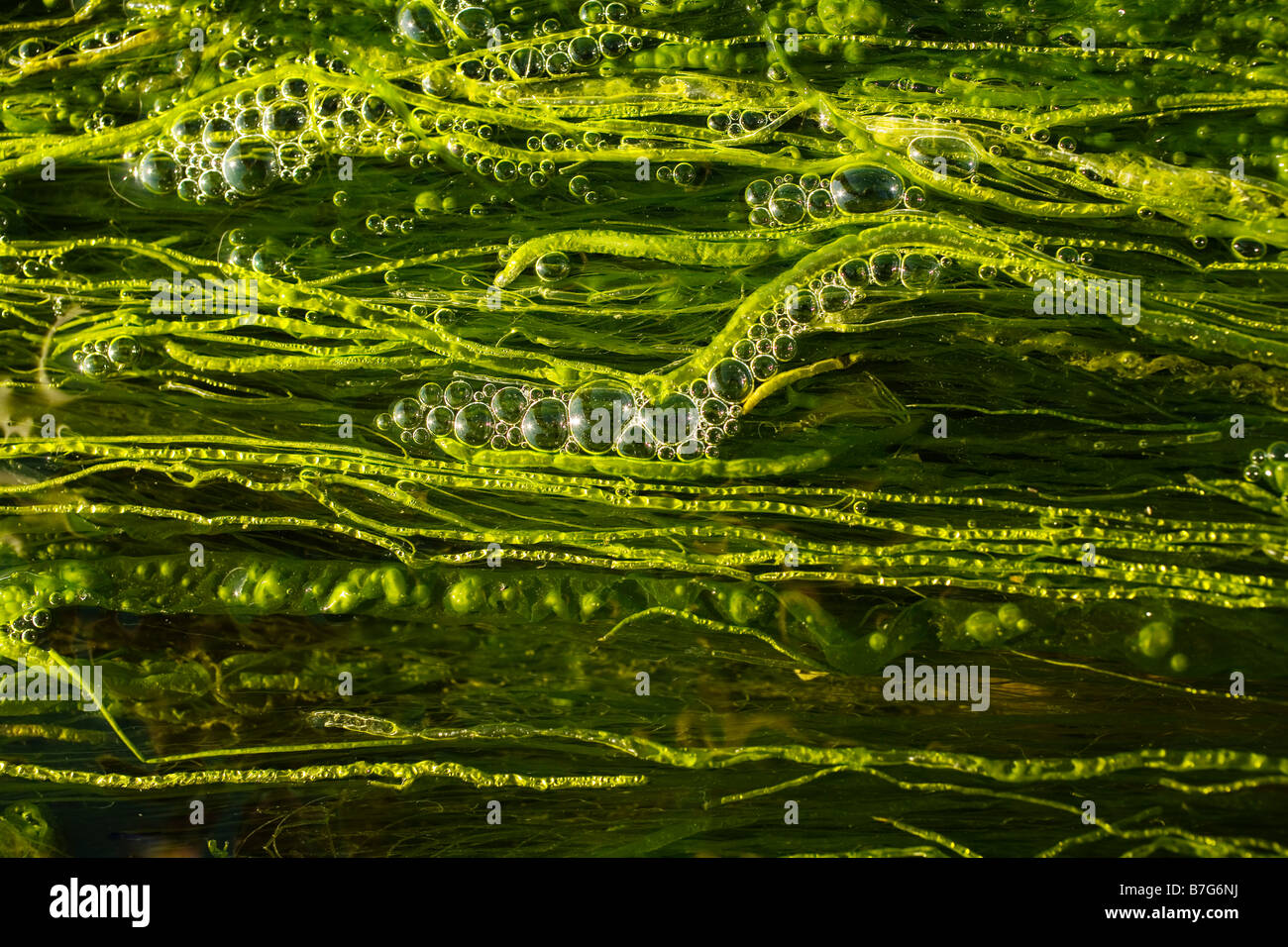 Burbujas floten entre las hebras de la mala hierba acuática en un arroyo. Foto de stock