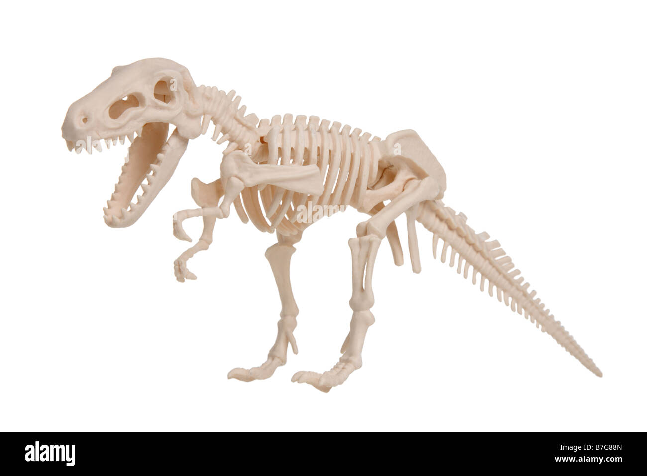 Modelo de esqueleto de dinosaurio recortadas sobre fondo blanco. Foto de stock