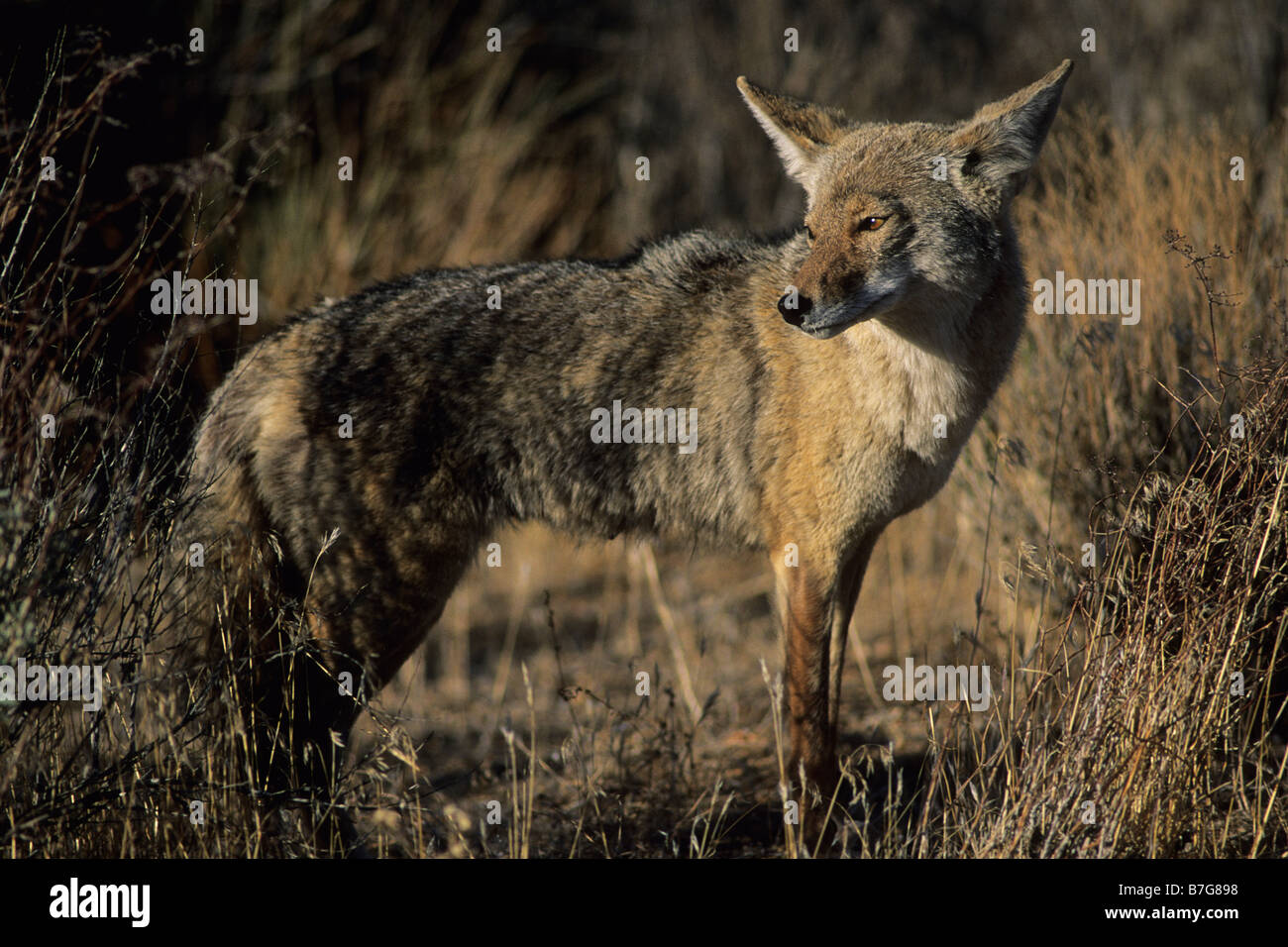 El coyote (Canis latrans) miren hacia el sol en el Parque Nacional Joshua Tree, California, USA. Foto de stock
