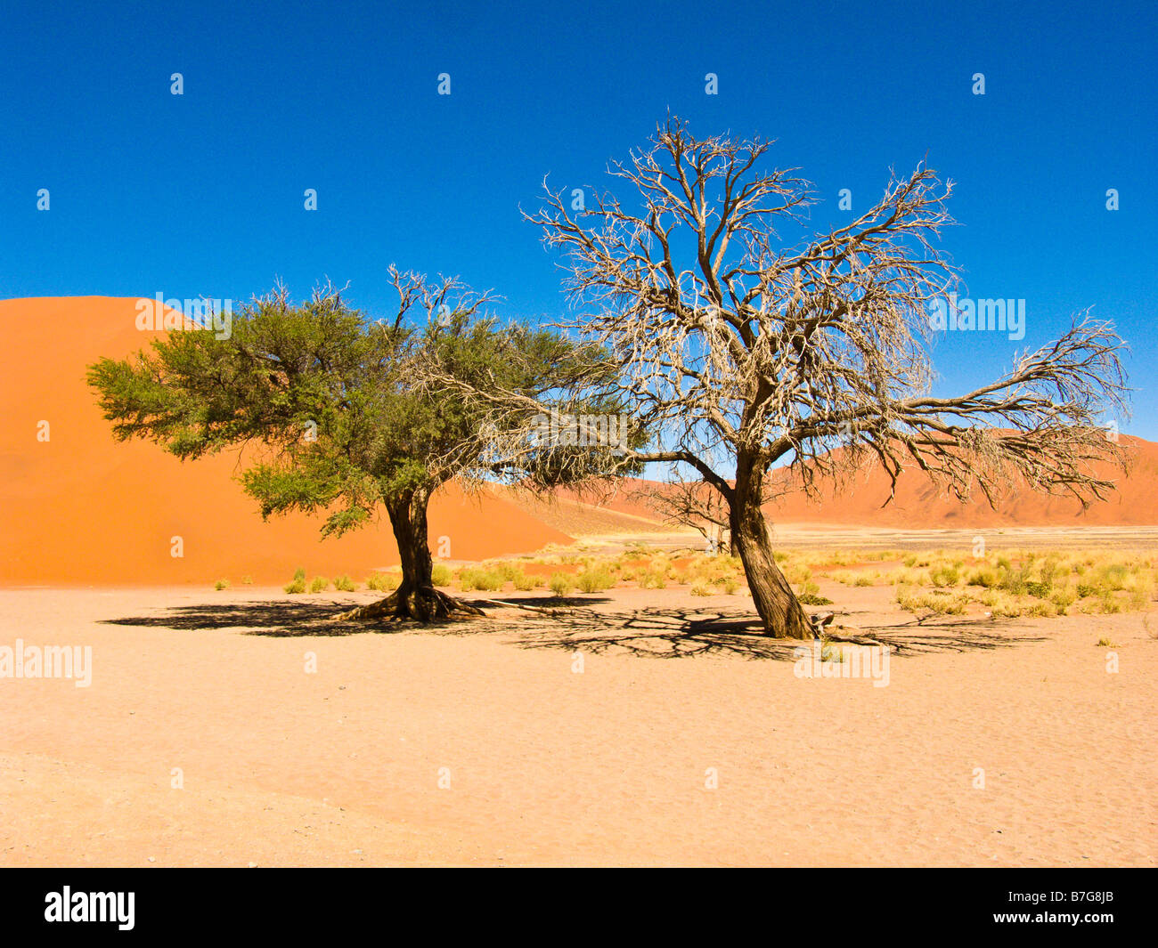 Acacia erioloba Camelthorn Foto de stock