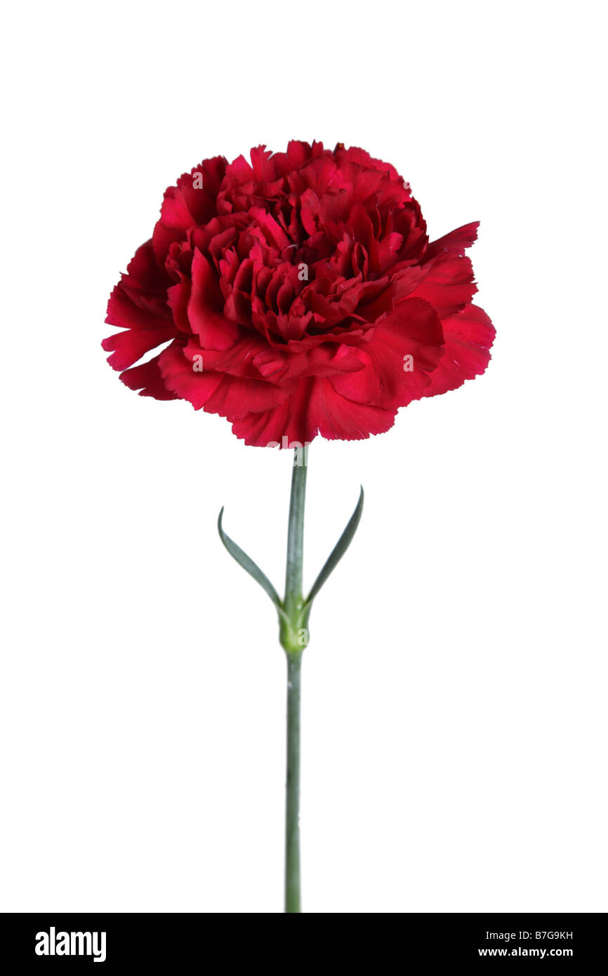 Cortar la flor de clavel rojo sobre fondo blanco. Foto de stock