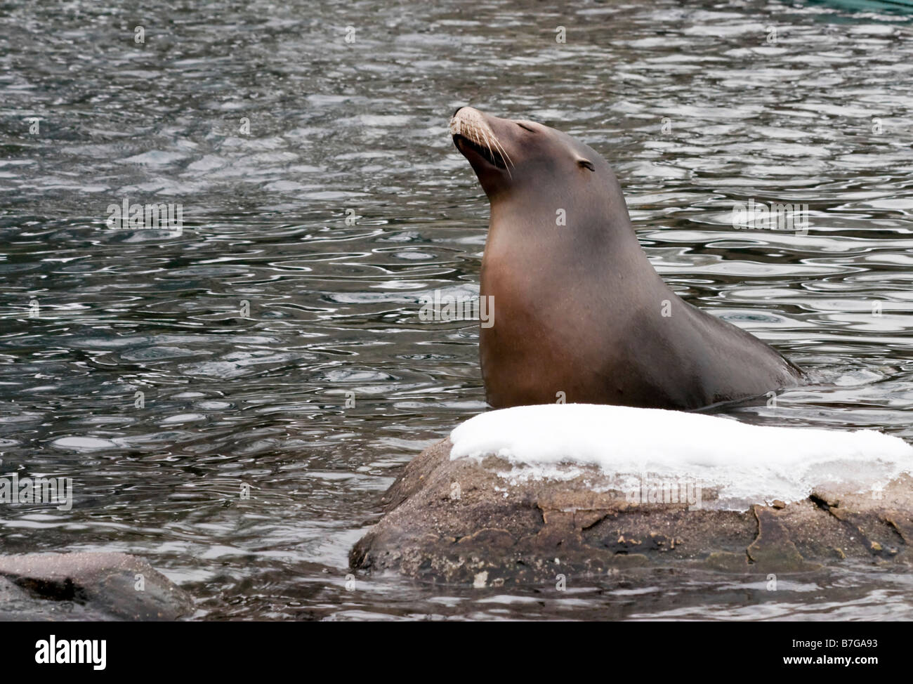 Un sello es visto en su gabinete en el zoológico de Central Park en Nueva York Foto de stock