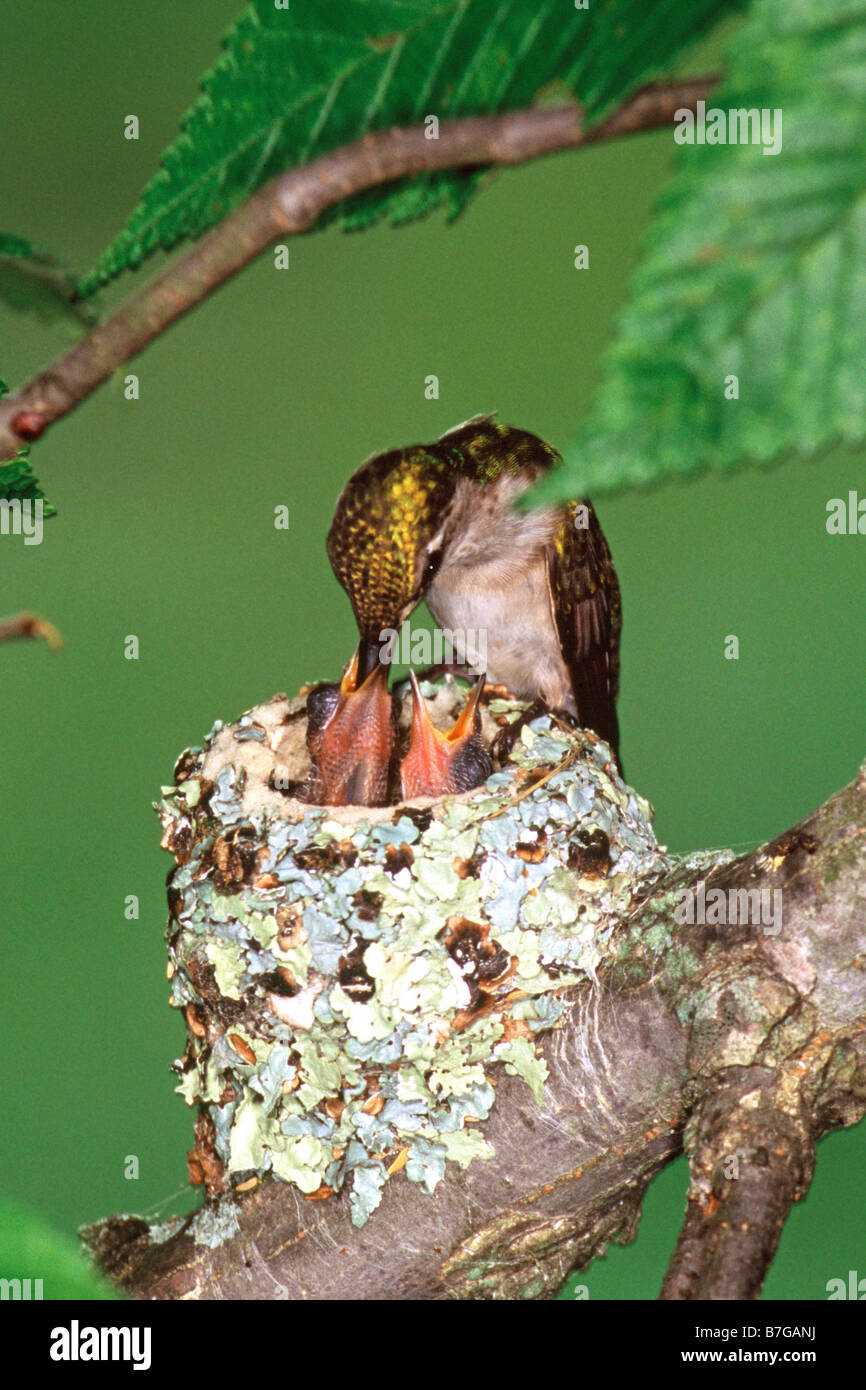 Ruby throated colibríes en Nest Foto de stock