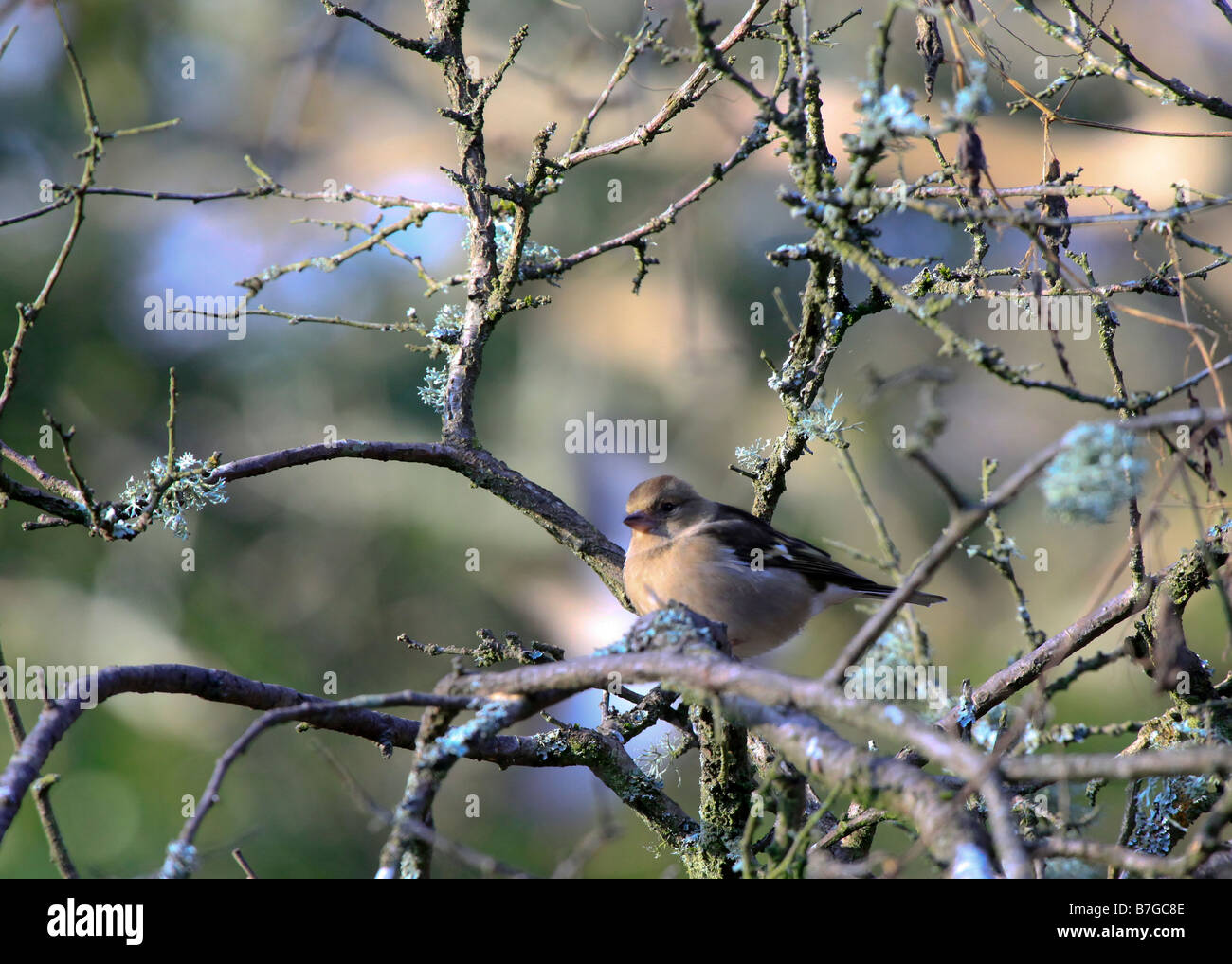 Pinzón vulgar Fringilla coelebs hembra ( ) British Bird Foto de stock