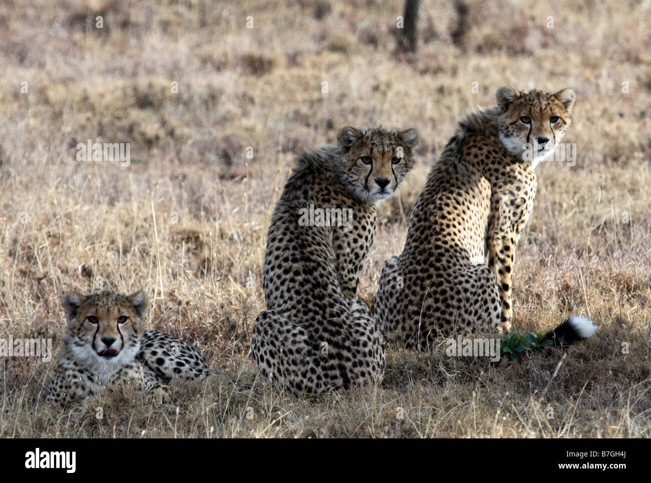 Cheetah Cub hermanos Foto de stock