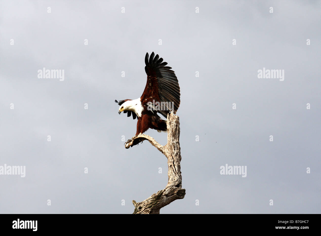 Águila Pescadora africana Landing Foto de stock