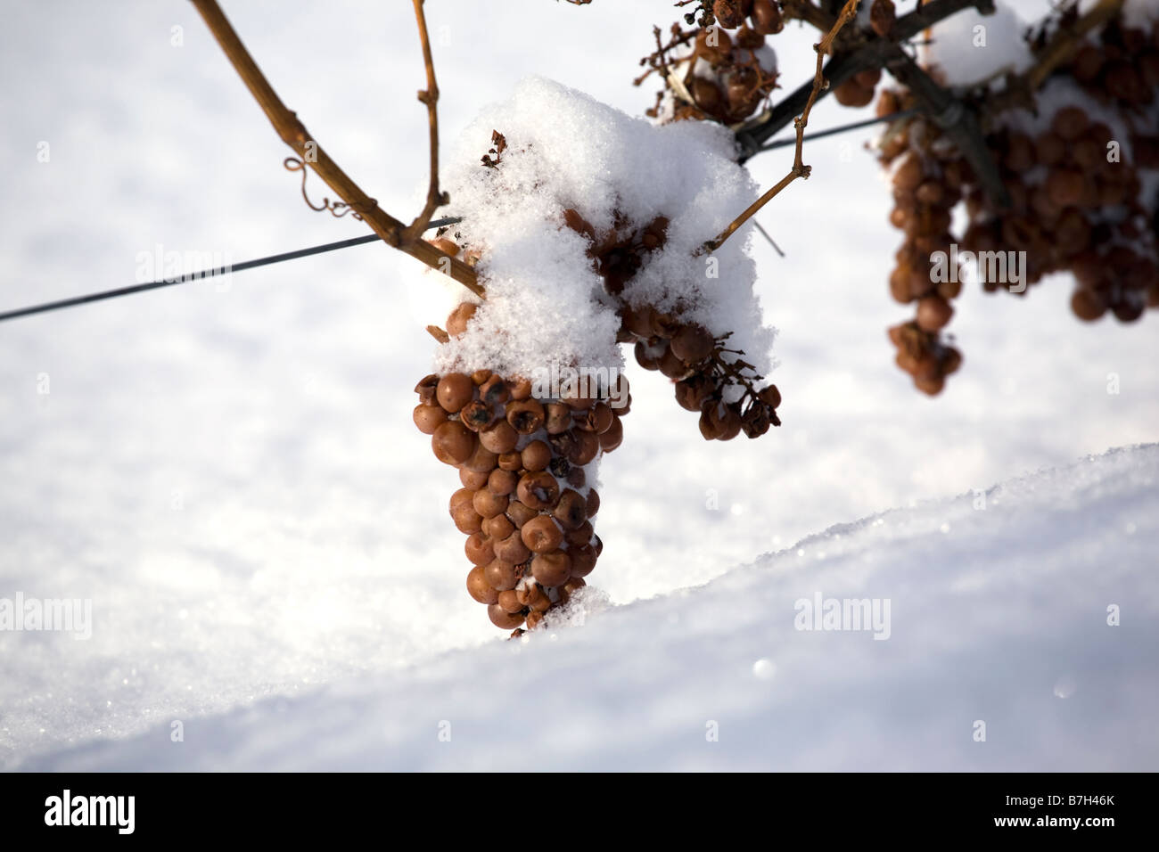 Uvas congeladas en la vid para vino de hielo con nieve Niagara en Canadá  Fotografía de stock - Alamy