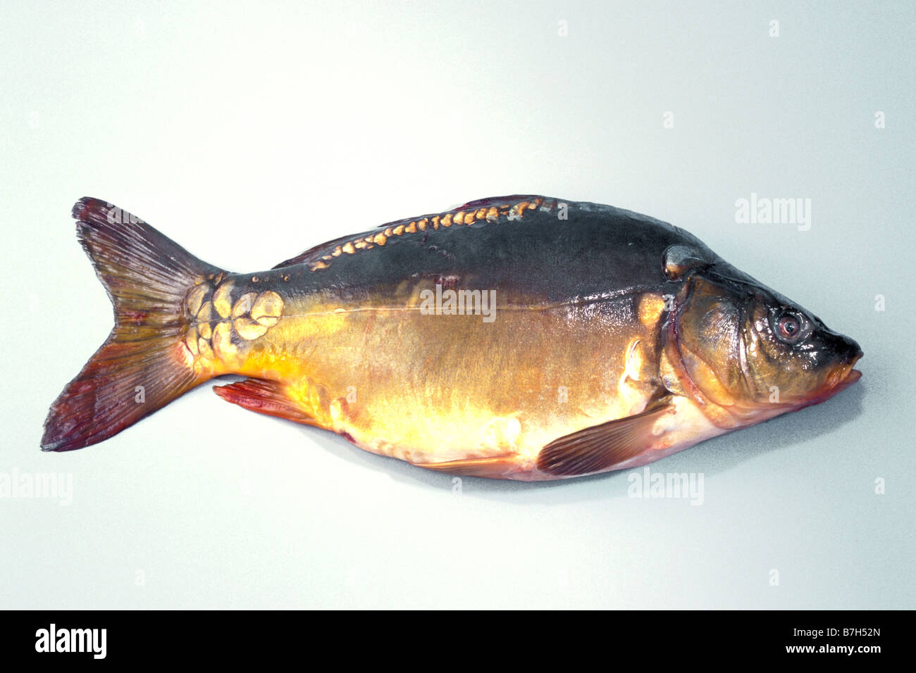 Espejo la carpa (Cyprinus carpio), noblis morpha studio picture Foto de stock