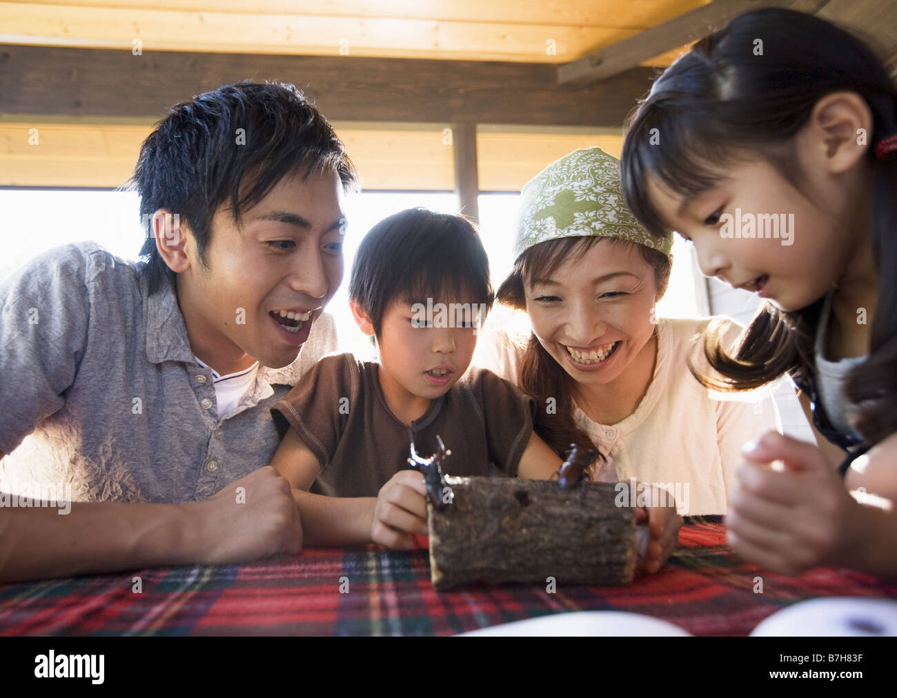 Observación de la familia de escarabajos ciervo Foto de stock