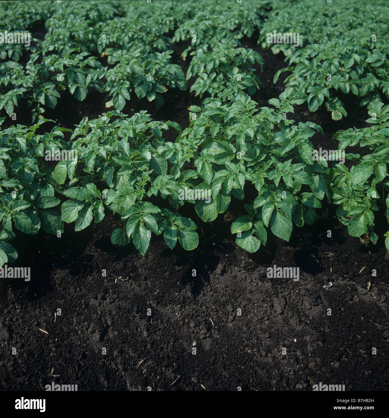 Las plantas de patata en los espinazos en oscuro suelo orgánico Fenland Foto de stock