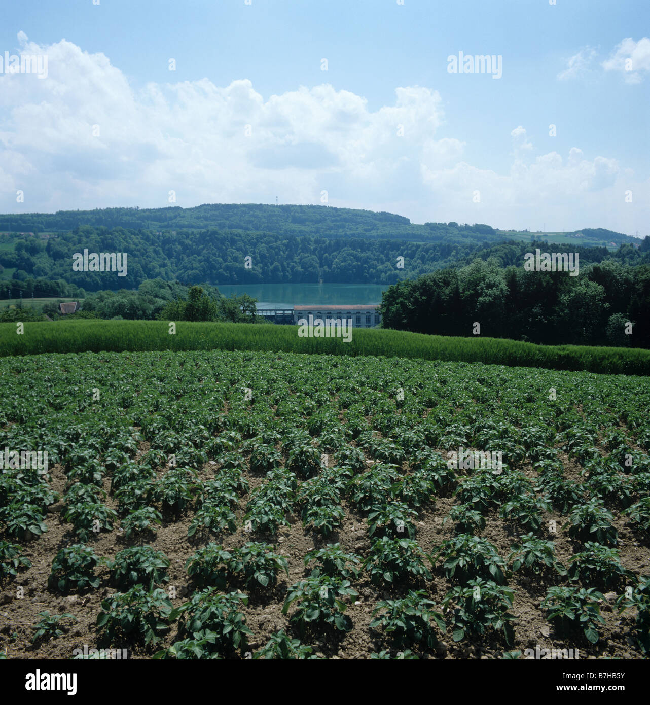 Los jóvenes cultivo de papa en tierras agrícolas alrededor de un lago de Suiza Foto de stock
