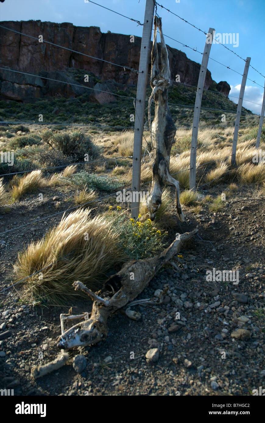 Visualización del guardabosques, Patagonia, Argentina Foto de stock