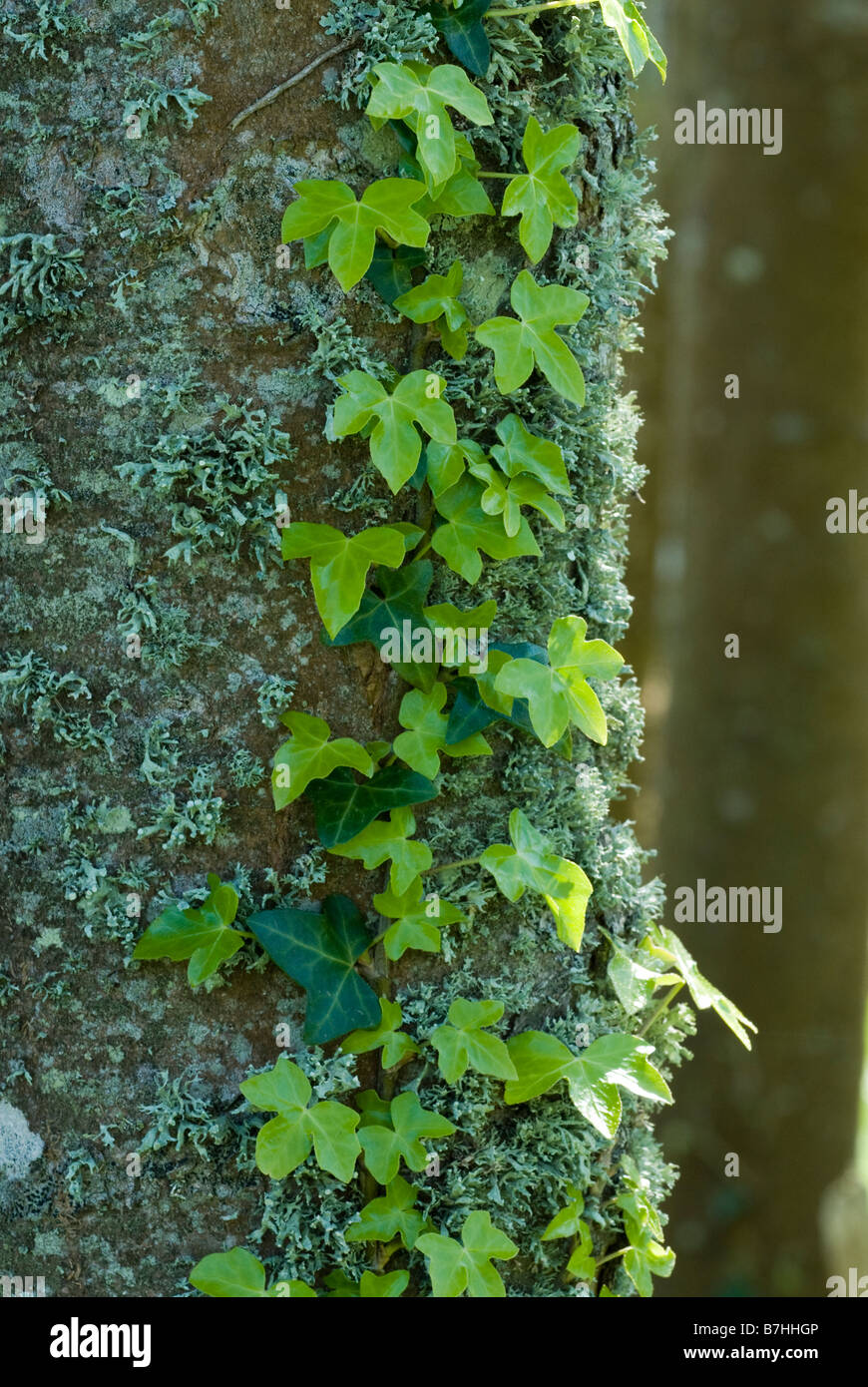 Hiedra Hedera helix en lichened tronco de árbol Foto de stock