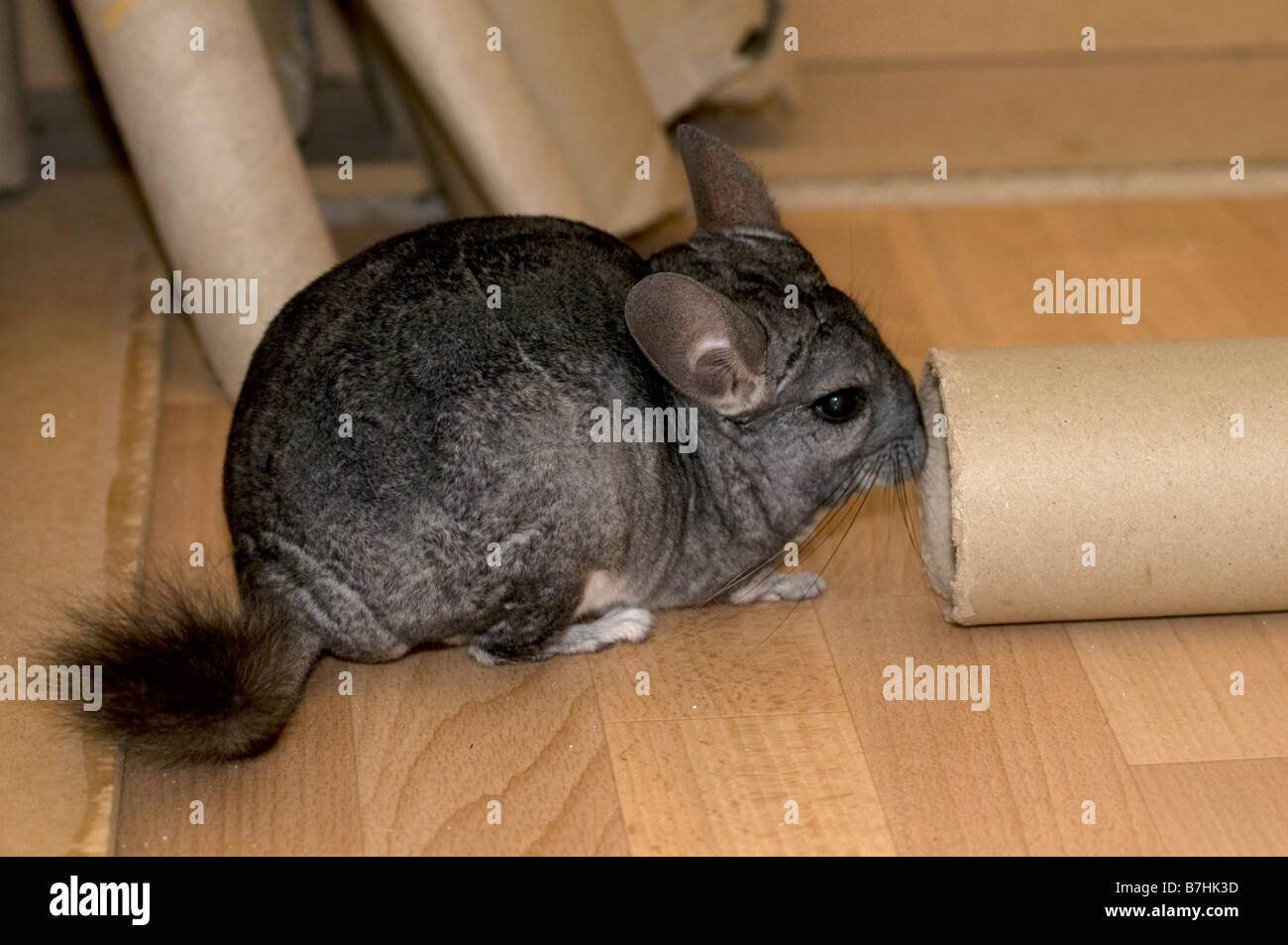Hermoso y curioso de 13 años gris macho Chinchilla jugando fuera de su  jaula con tubos de cartón y juguetes Fotografía de stock - Alamy