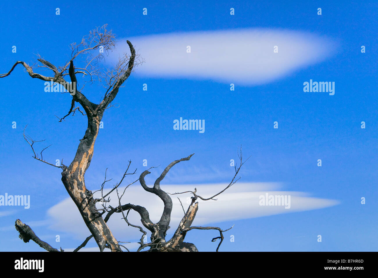 Muertos árbol quemado con dramáticas nubes en el cielo azul del Parque