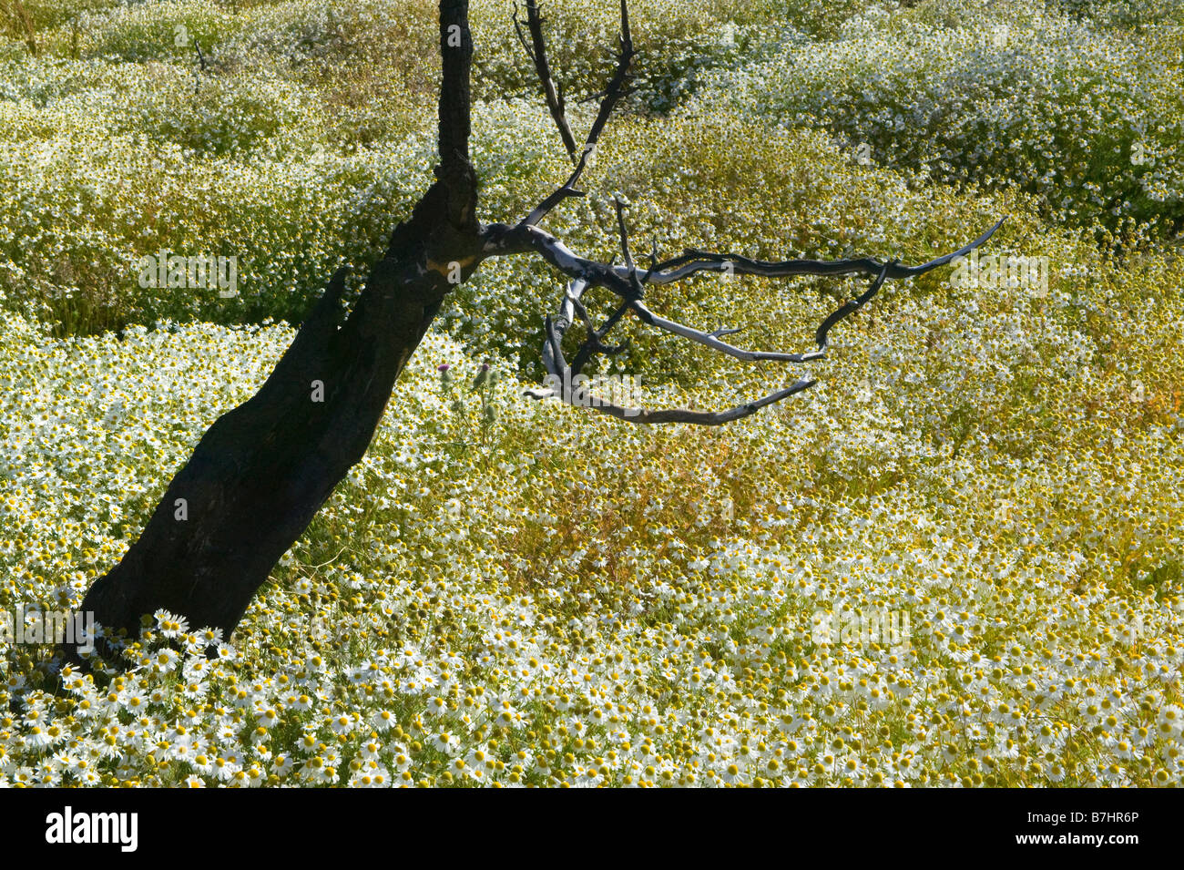 Flores silvestres muertos surround árbol quemado del Parque Nacional