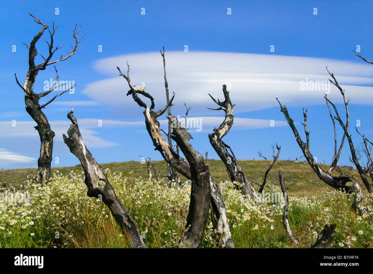 Muertos árbol quemado con dramáticas nubes en el cielo azul del Parque