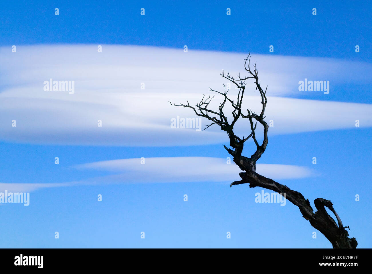 Muertos árbol quemado con dramáticas nubes en el cielo azul del Parque