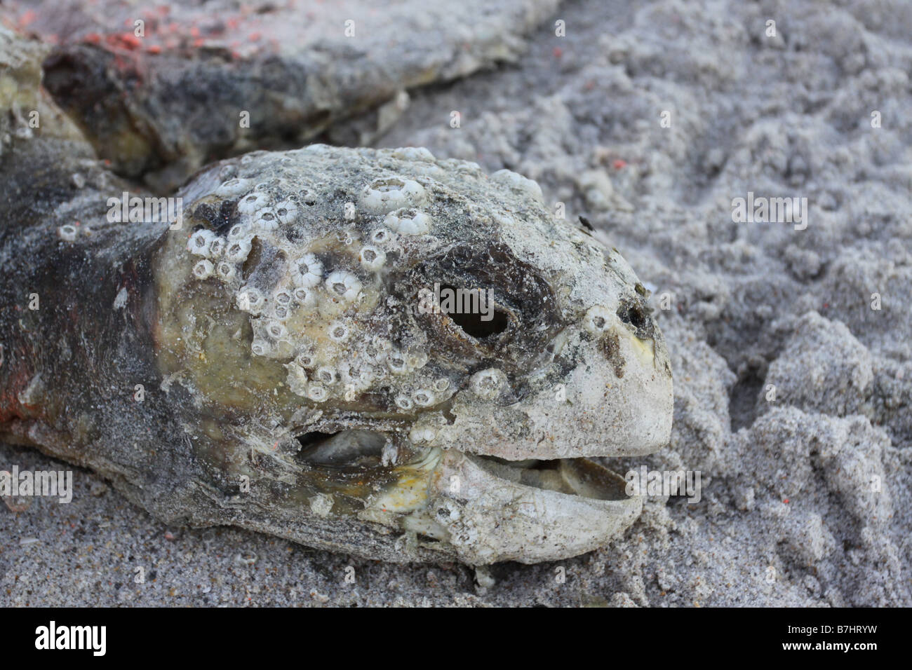 Canaveral National Seashore tortuga baula, muerto Foto de stock