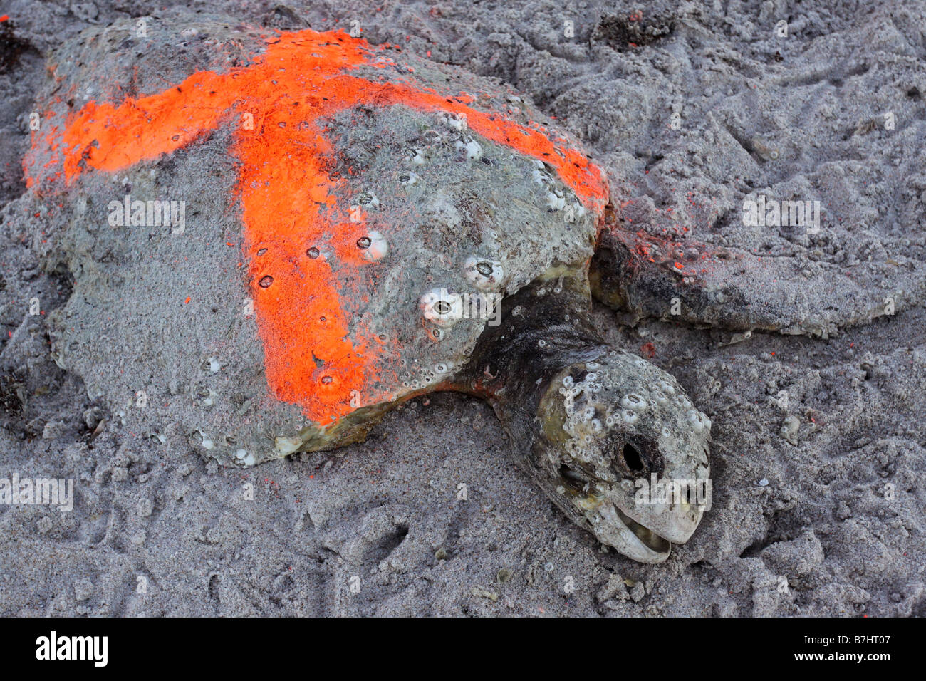 Canaveral National Seashore tortuga baula, muerto Foto de stock