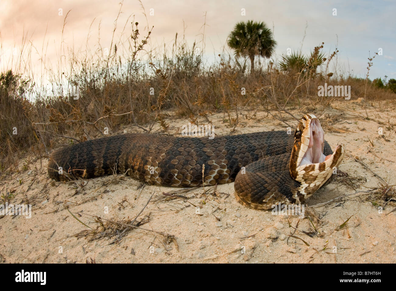 Agua o cottonmouth Moccasin Agkistrodon especies piscívoras conanti en el Big Cypress National