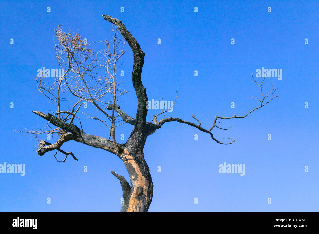 Muertos árbol quemado con dramáticas nubes en el cielo azul del Parque