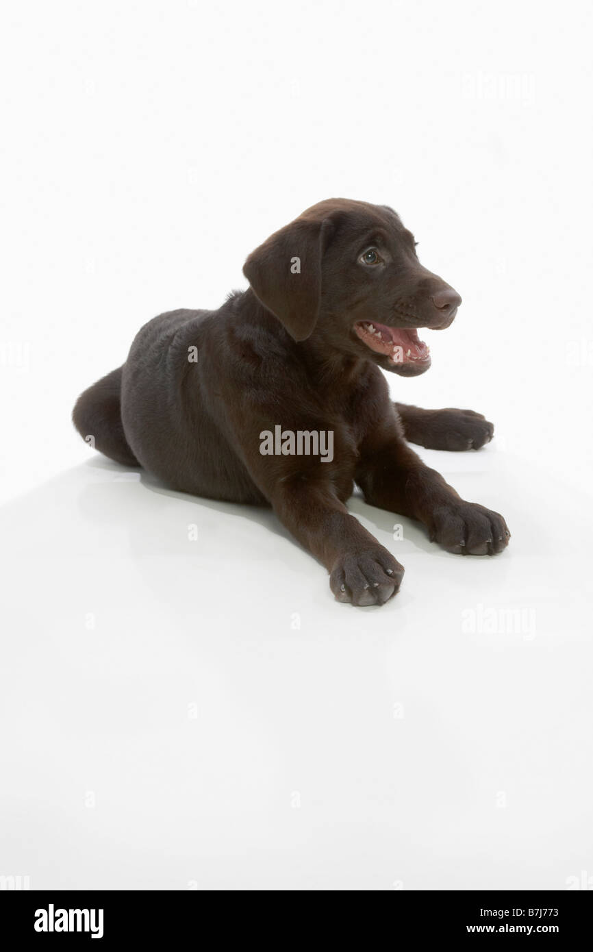 Cachorros Labrador Chocolate, sentando con las patas estiradas, boca abierta Foto de stock