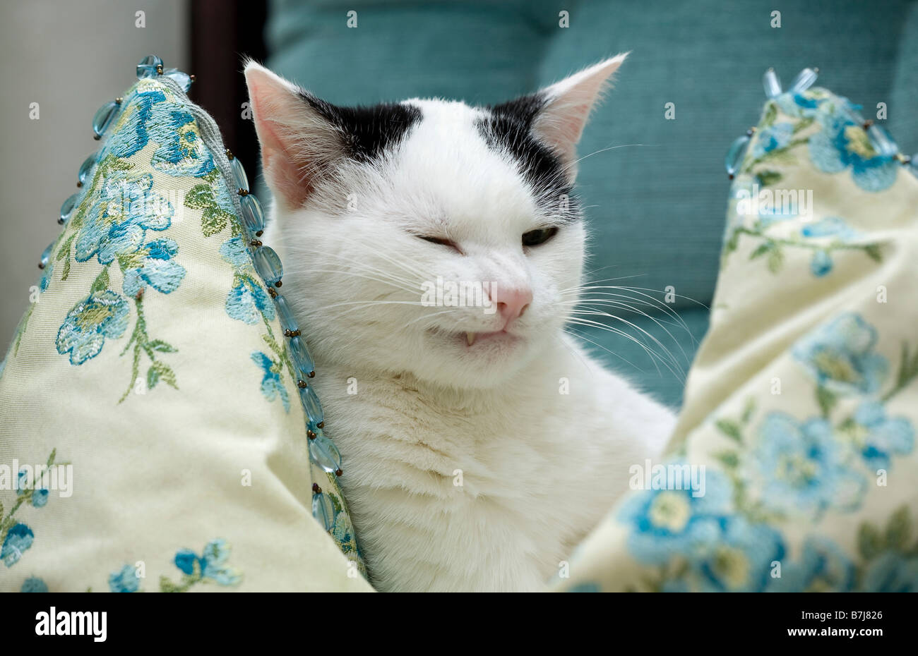Joven gato negro y blanco doméstico (Felis catus) sentado en el cojín con divertida expresión facial atornillada Foto de stock