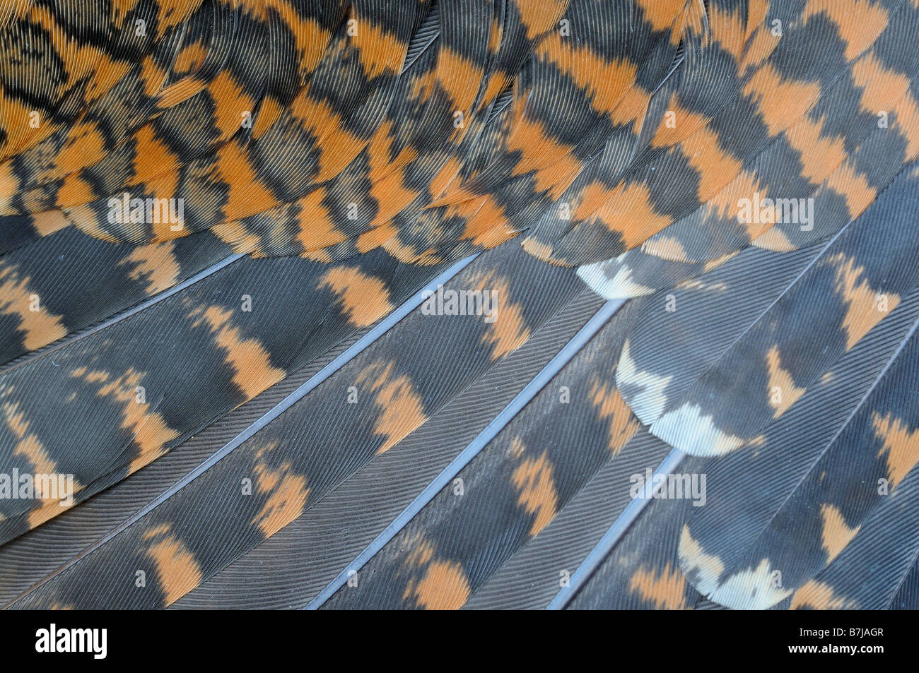Becada Scolopax rusticola pájaro muerto primer plano de detalle de plumas Foto de stock