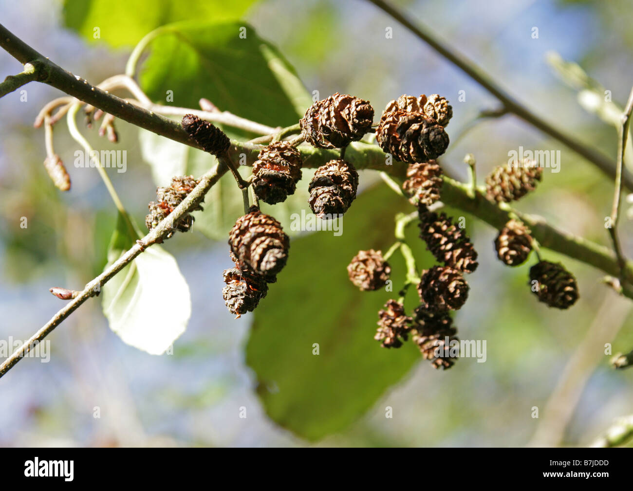 Negro amentos de aliso, Alnus glutinosa, Betulaceae Foto de stock