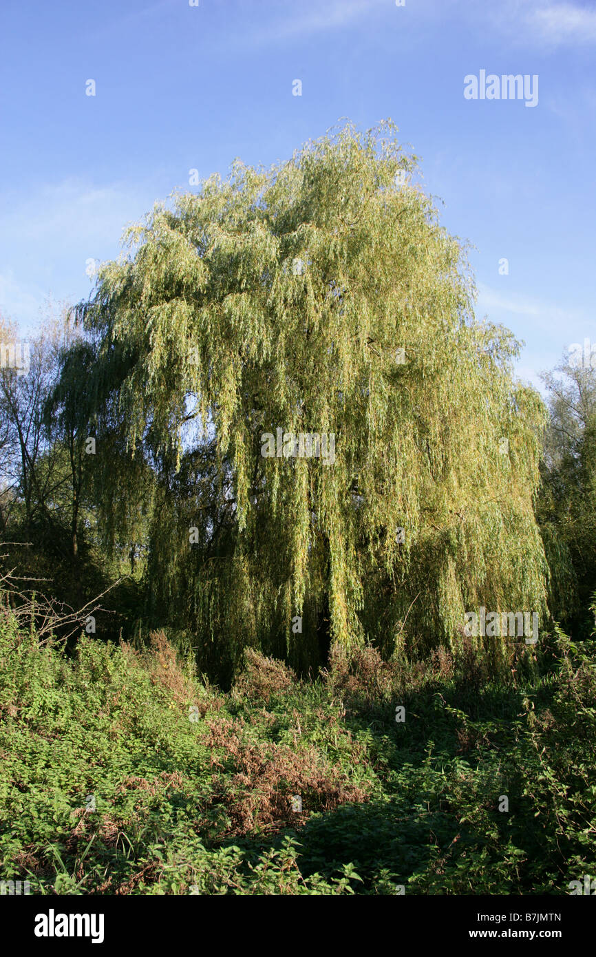 Sauce Llorón Salix babylonica, Salicaceae Fotografía de stock Alamy