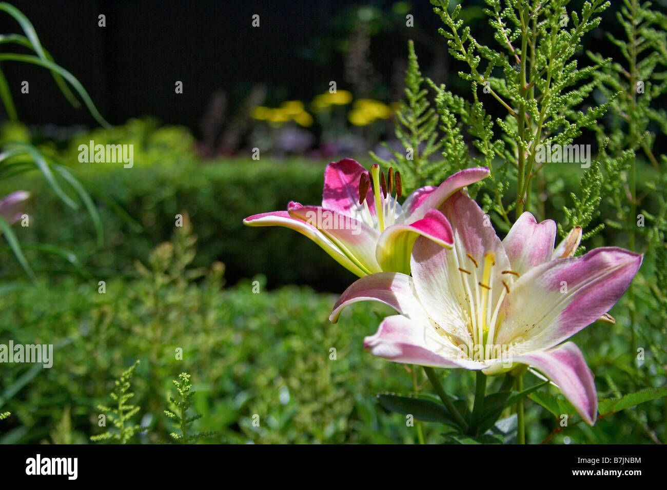 Lirios en un jardín fotografías e imágenes de alta resolución - Alamy