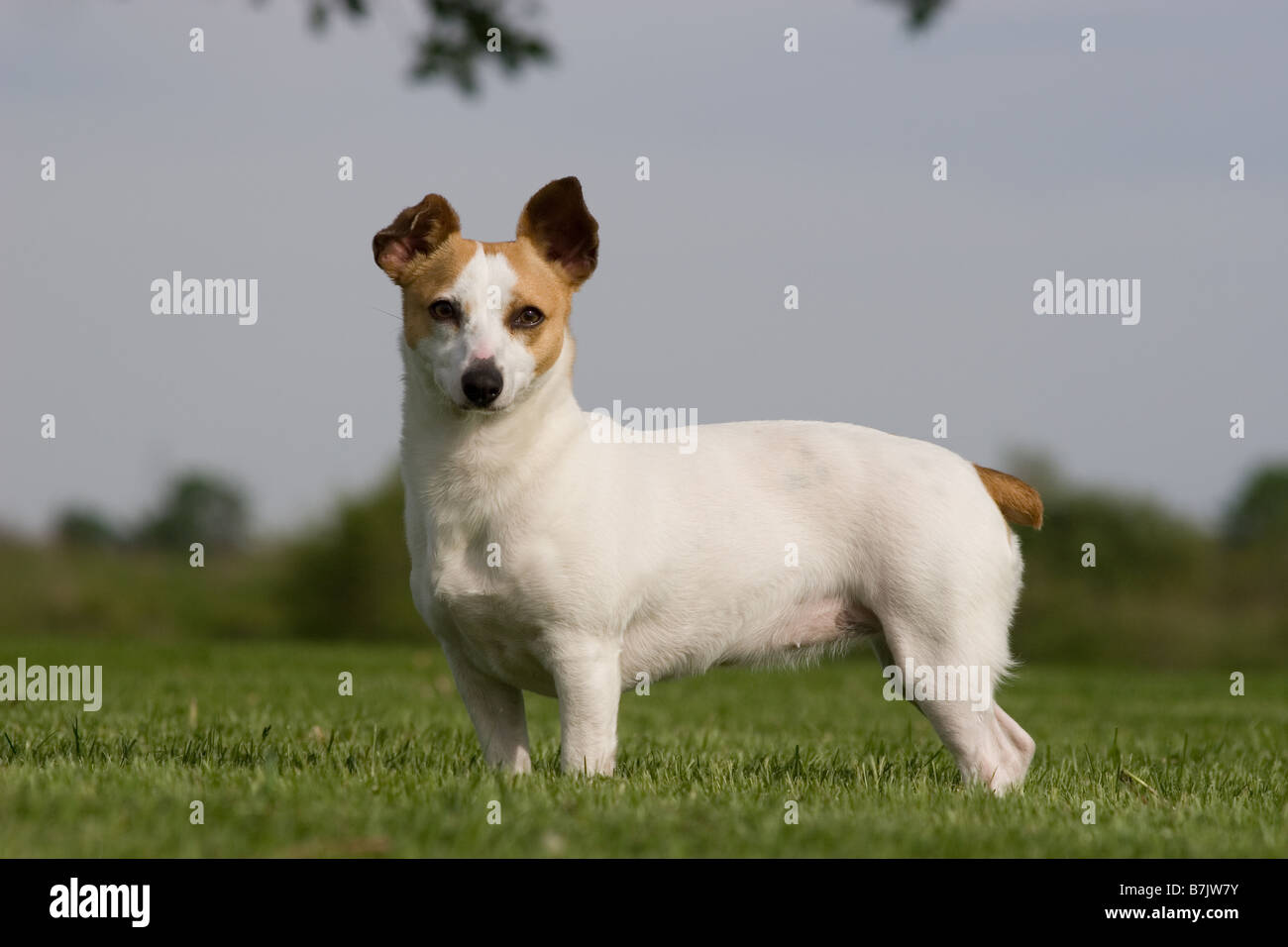 Pequeños perros mestizos en pasto permanente daschund terrier Fotografía de  stock - Alamy