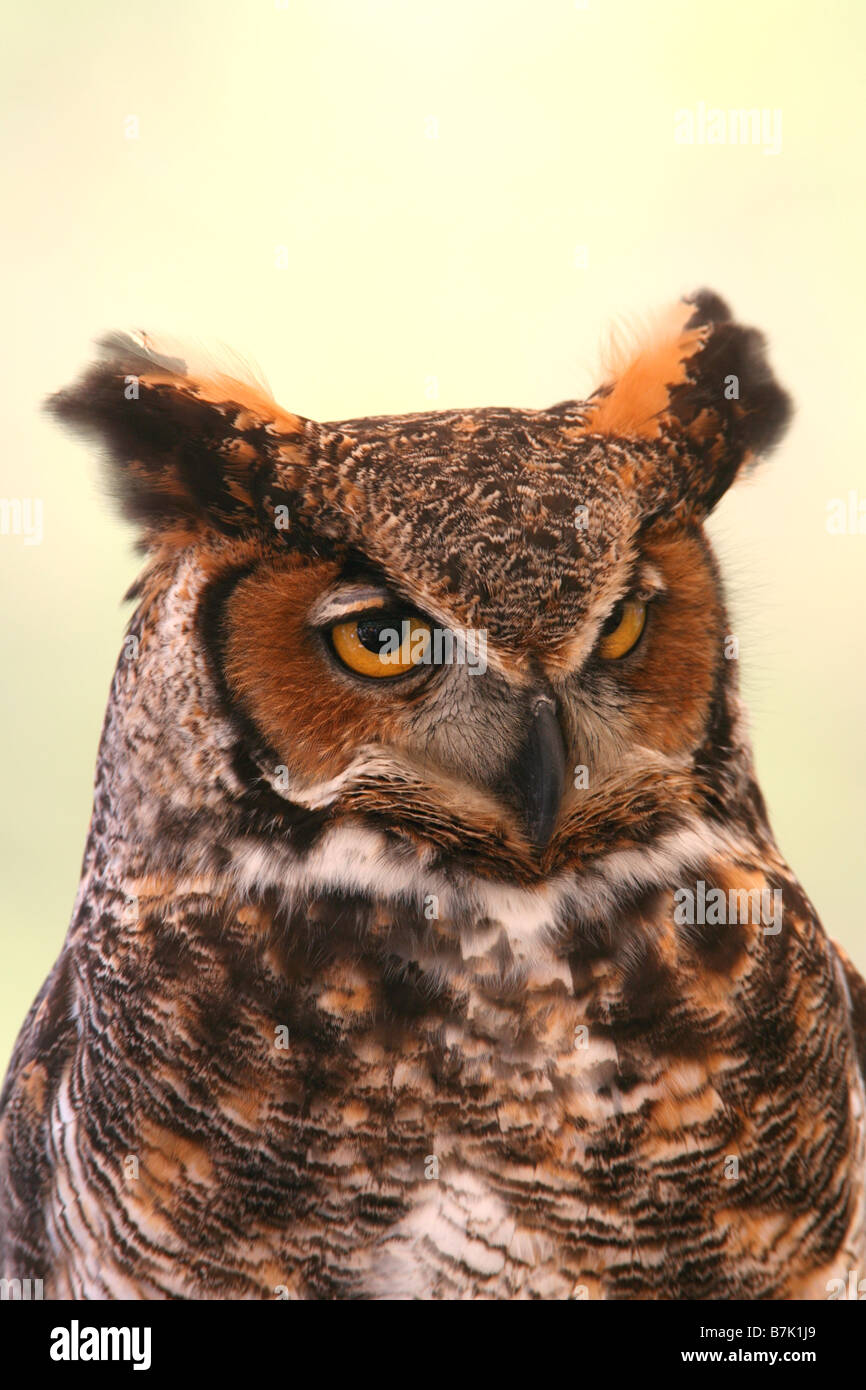 Gran horned Owl - Vertical Foto de stock