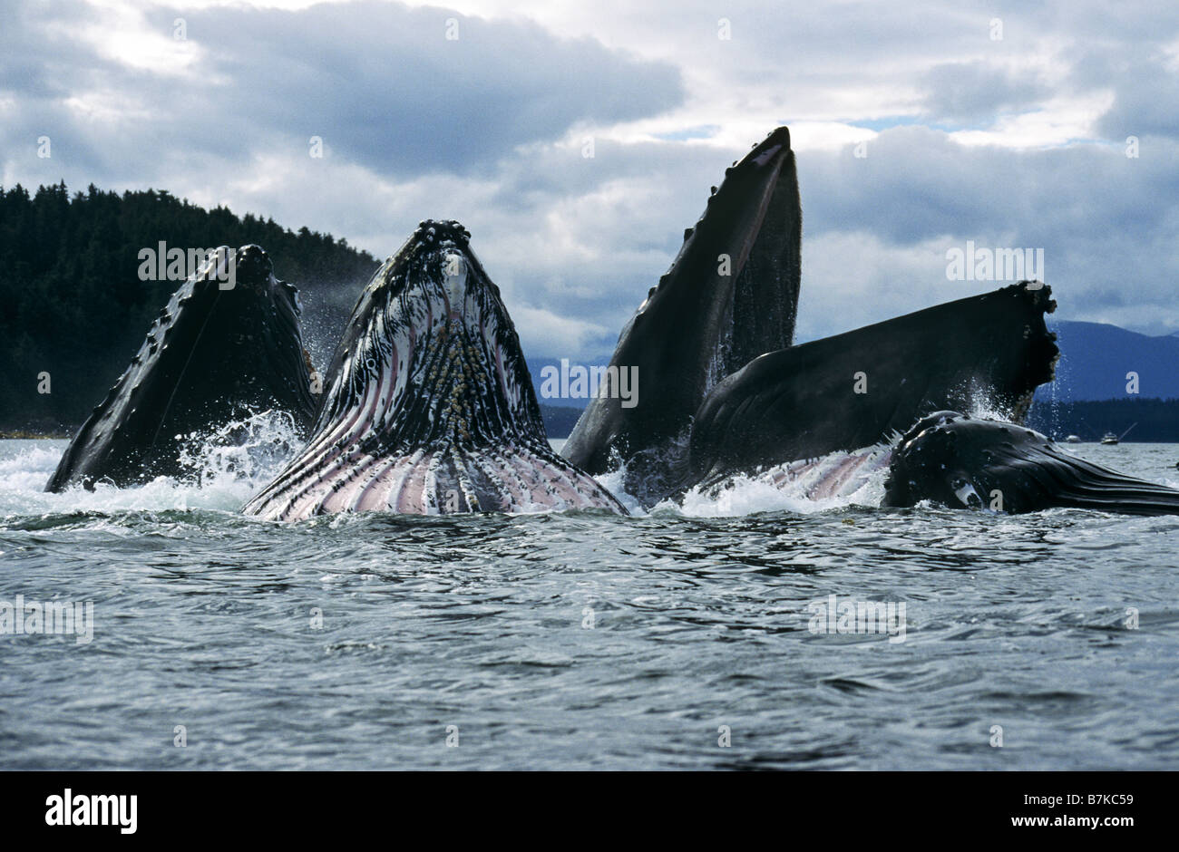 Las ballenas jorobadas alimentando, Estrecho de Chatham, al sureste. Alaska Foto de stock