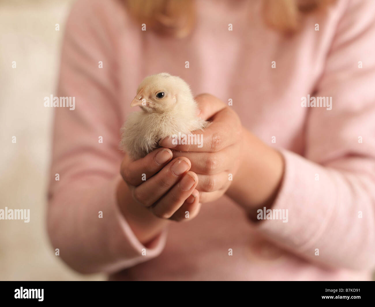 Chica manos sosteniendo Chick Foto de stock