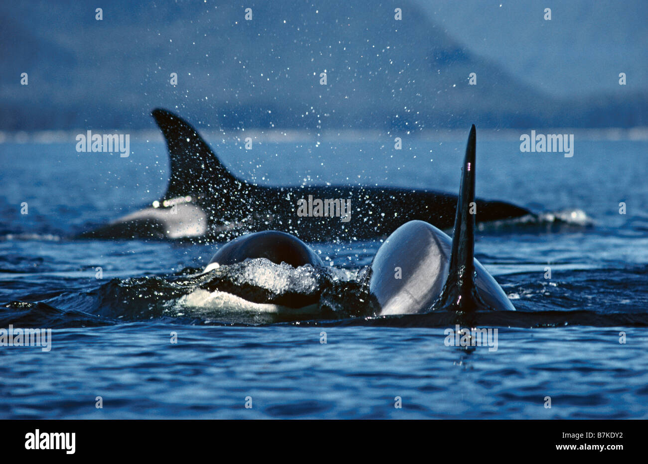 Las orcas, sureste de Alaska Foto de stock