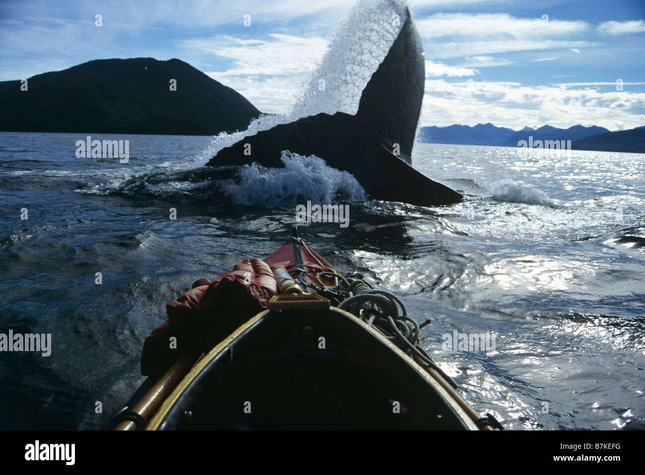 Ballena Jorobada lobtailing, Estrecho de Chatham, sureste de Alaska Foto de stock