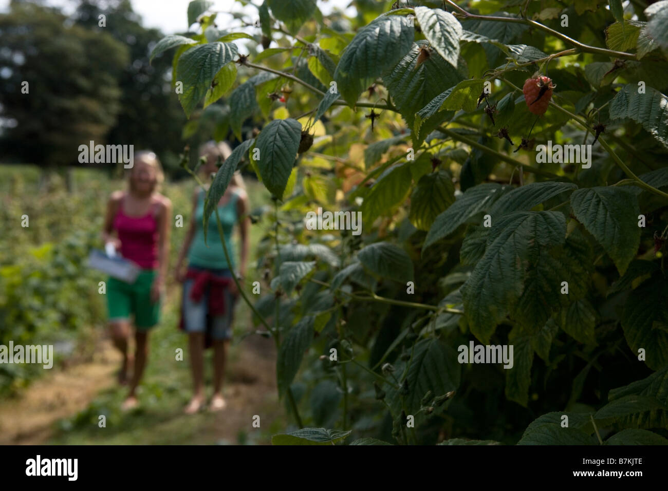 Dos jóvenes mujeres recolectando frutas en un día de verano en inglés