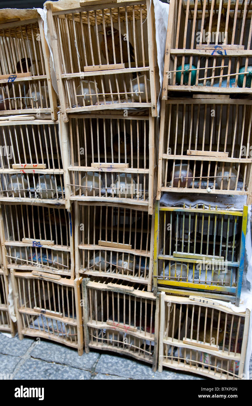 Las jaulas de pájaros en el mercado de aves en Hong Kong Fotografía de  stock - Alamy