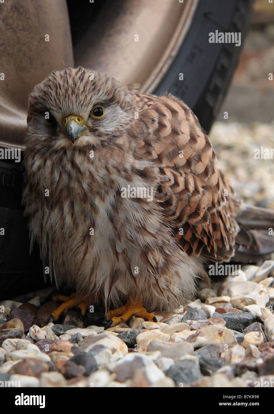 Las hembras jóvenes kestrel Foto de stock