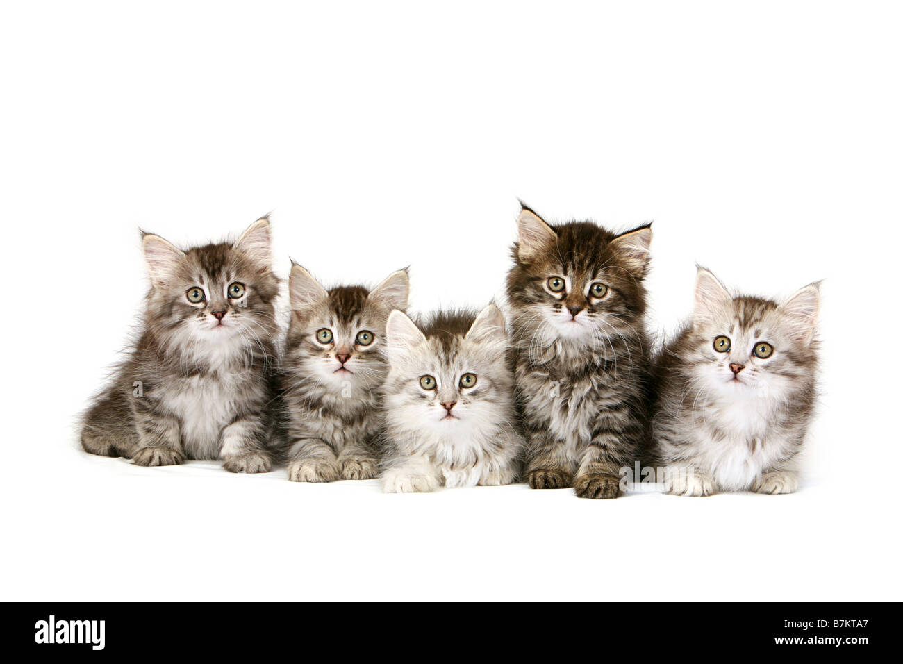 Camada de gatitos fotografías e imágenes de alta resolución - Alamy