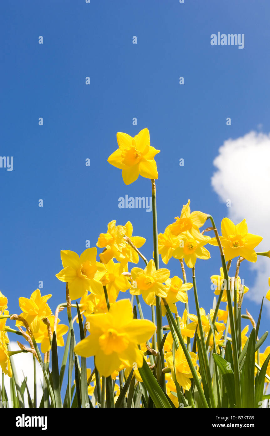 Narcisos en el sol de primavera Foto de stock