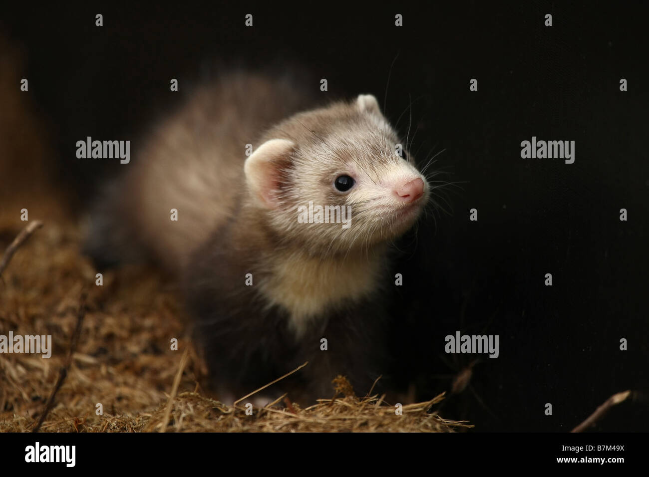 Camada de hurones fotografías e imágenes de alta resolución - Alamy