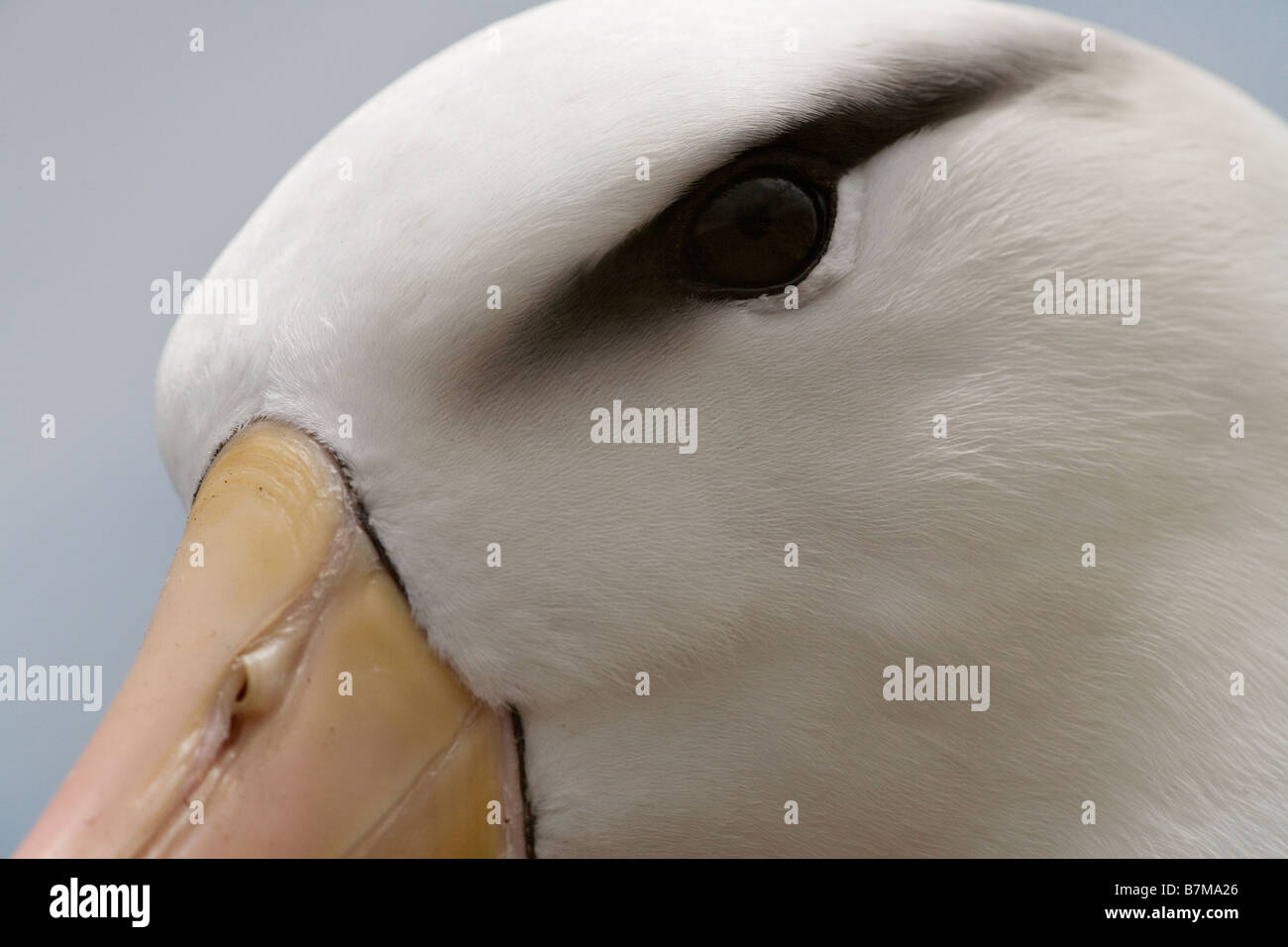 El albatros de ceja negra (Thalassarche melanophrys), especies en peligro de extinción Foto de stock