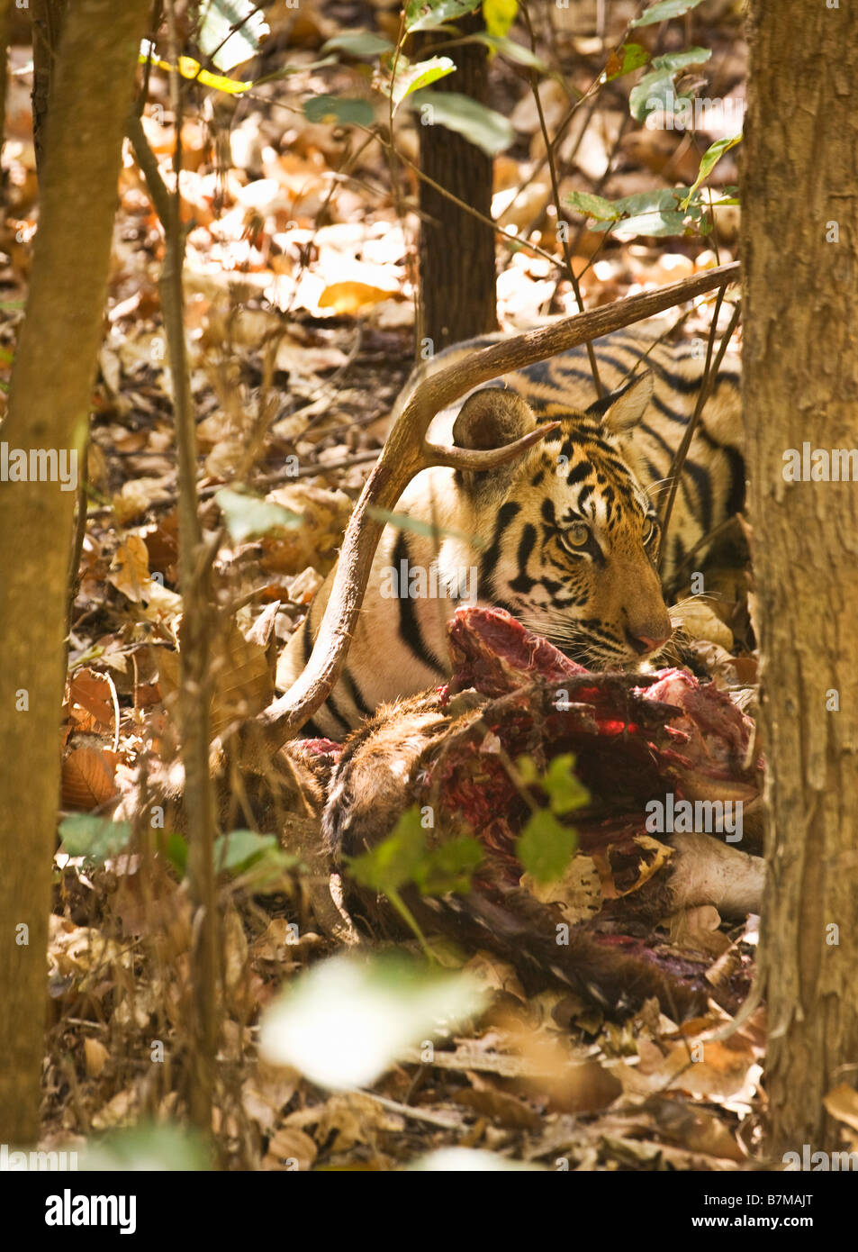 El Tigre de Bengala real comer ciervos axis o Chital Eje el eje de Kanha Parque Nacional Forestal de Madhya Pradesh, India Septentrional Asia Foto de stock